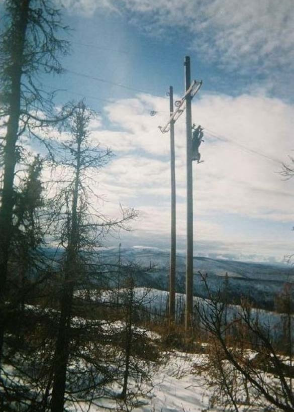 ΔΕΙΤΕ: Ζώα που… κόλλησαν!