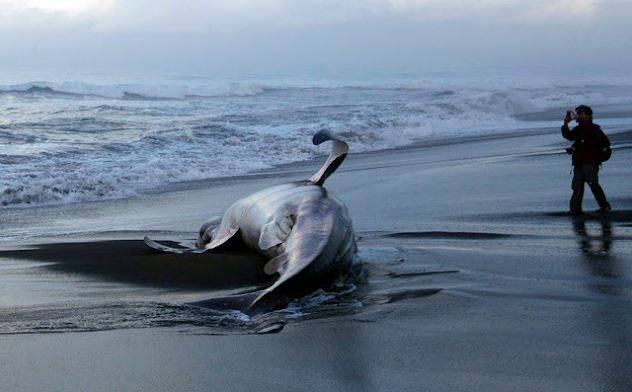 Άδοξο τέλος για το μεγαλύτερο ψάρι στον κόσμο (pics)