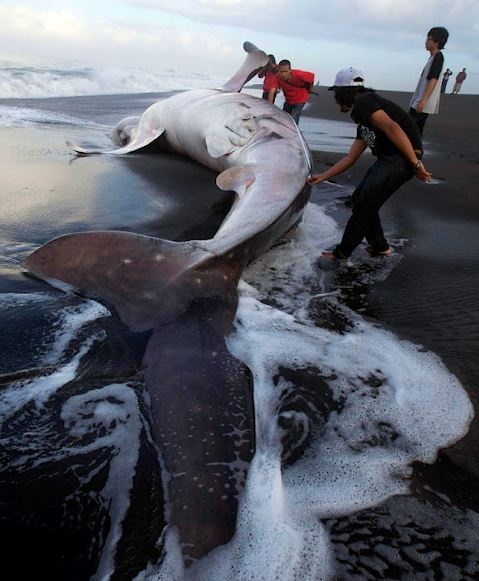 Άδοξο τέλος για το μεγαλύτερο ψάρι στον κόσμο (pics)
