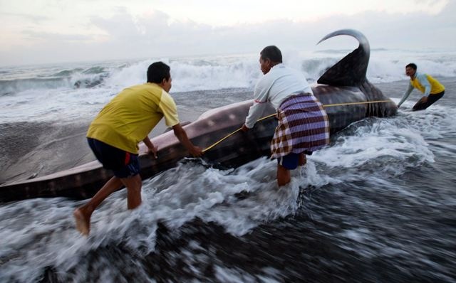 Άδοξο τέλος για το μεγαλύτερο ψάρι στον κόσμο (pics)