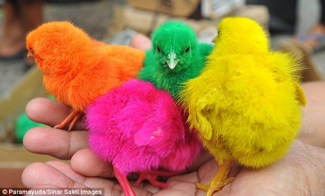 Σοκαριστικό: Βάφουν κοτοπουλάκια και τα πουλάνε (pics)