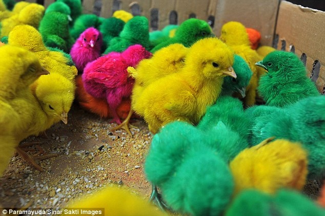 Σοκαριστικό: Βάφουν κοτοπουλάκια και τα πουλάνε (pics)