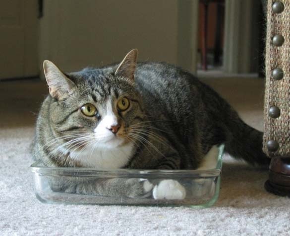 Γάτες στα πιο παράξενα μέρη (pics)