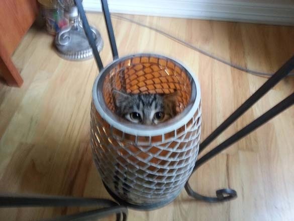 Γάτες στα πιο παράξενα μέρη (pics)