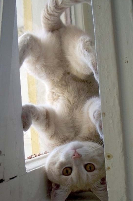 Γάτες στα πιο παράξενα μέρη (pics)