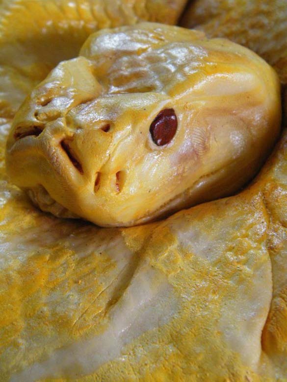 Πως θα σας φαινόταν ένας πύθωνας για τα γενέθλια σας;(pics)