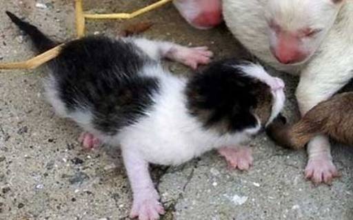 ΑΠΙΣΤΕΥΤΟ: Σκύλος γέννησε... γάτα! (pics)