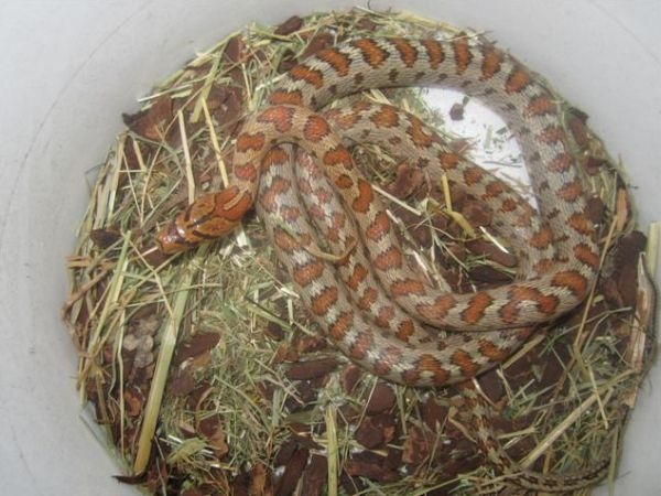 Τα φίδια που κρύβονται στην Αθήνα (pics)