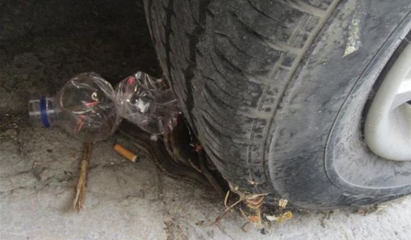 Τα φίδια που κρύβονται στην Αθήνα (pics)