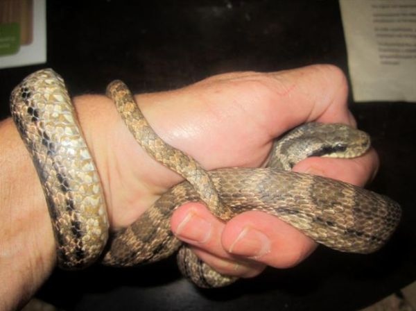 Τα φίδια που κρύβονται στην Αθήνα (pics)