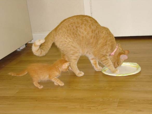 Ζώα φωτογραφίζονται μαζί με τις... μινιατούρες τους! (pics)