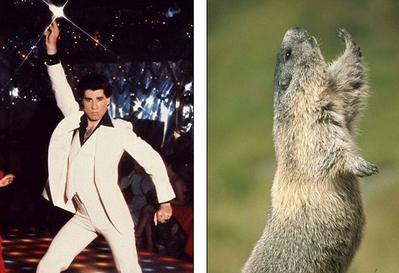 Τα ζώα που χορεύουν (pics) 