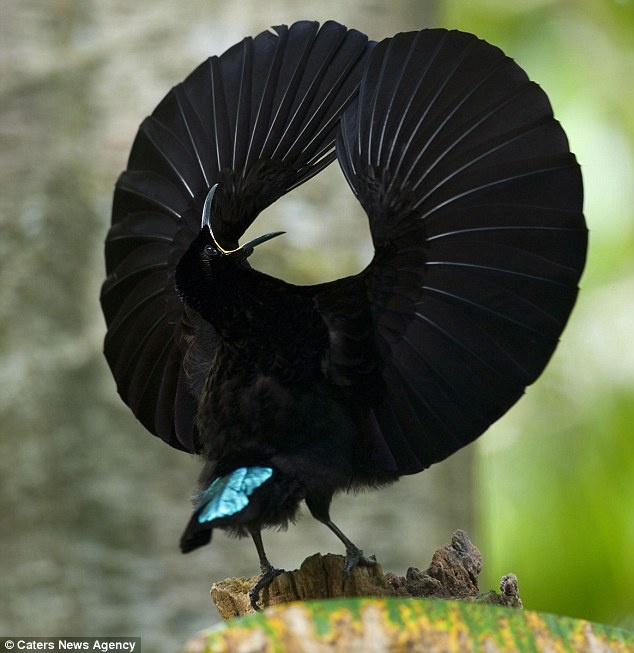 Τα ζώα που χορεύουν (pics) 