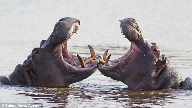 Τα ζώα που χορεύουν (pics) 