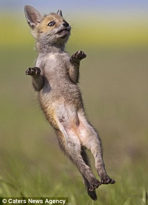 Τα ζώα που χορεύουν (pics) 