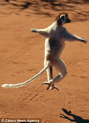 Τα ζώα που χορεύουν (pics) 