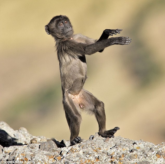 Τα ζώα που χορεύουν (pics) 