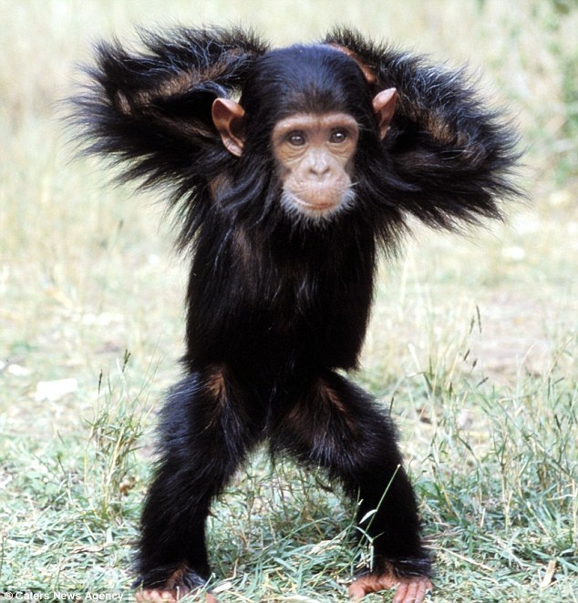 Τα ζώα που χορεύουν (pics) 