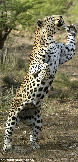 Τα ζώα που χορεύουν (pics) 