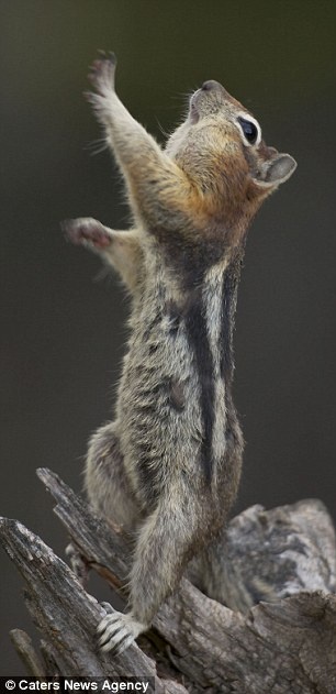 Τα ζώα που χορεύουν (pics) 