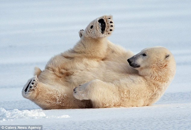 Τα ζώα που χορεύουν (pics) 