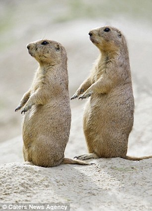 Τα ζώα που χορεύουν (pics) 