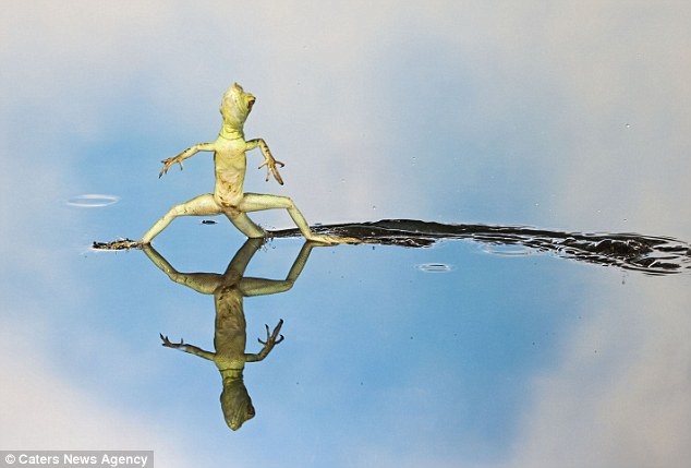 Τα ζώα που χορεύουν (pics) 