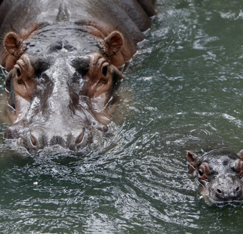 Οι πιο γλυκές φωτογραφίες ζώων της εβδομάδας που πέρασε