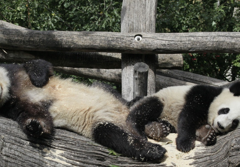 Οι πιο γλυκές φωτογραφίες ζώων της εβδομάδας που πέρασε