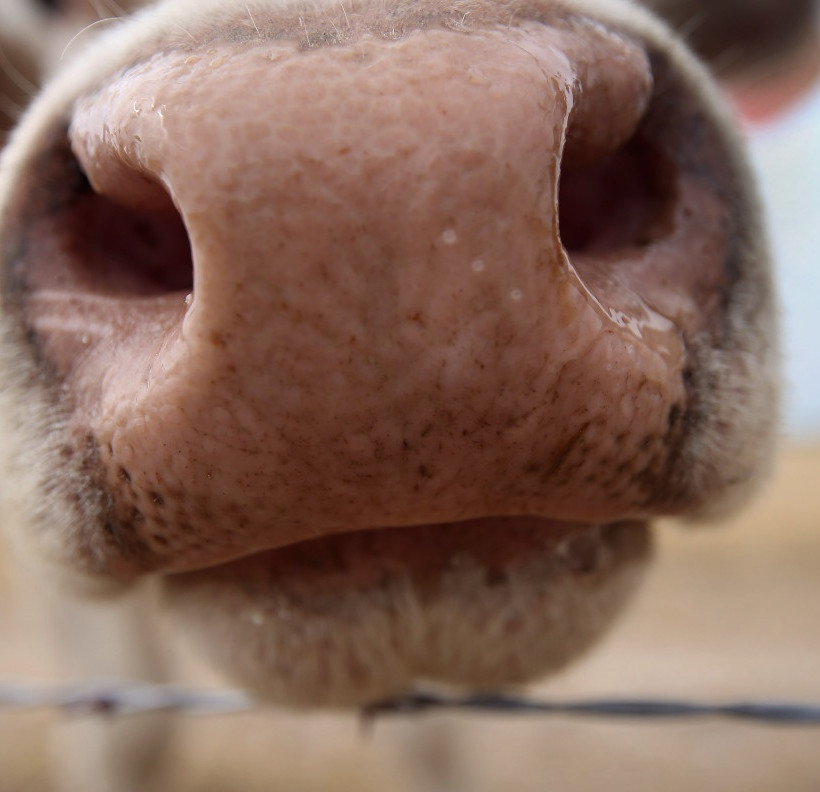Οι πιο γλυκές φωτογραφίες ζώων της εβδομάδας που πέρασε