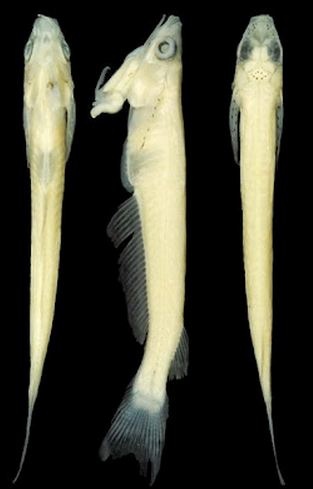 Έχει τα γεννητικά όργανα στο στόμα (pics)