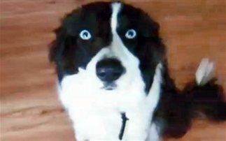 ΠΡΟΣΟΧΗ ΣΚΛΗΡΕΣ ΕΙΚΟΝΕΣ: Κτήνη έβαλαν φωτιά σε σκύλο