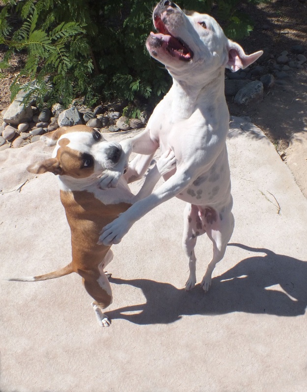 Ζωάκια σε απίθανες πόζες! (pics)