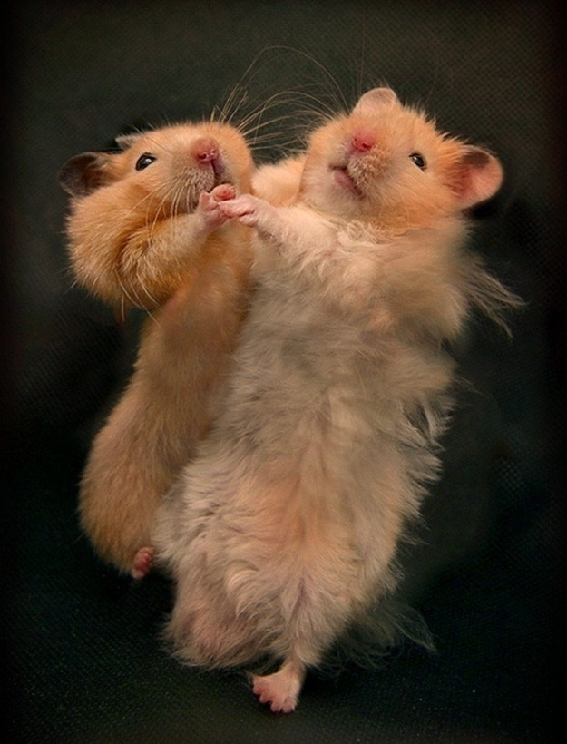 Ζωάκια σε απίθανες πόζες! (pics)