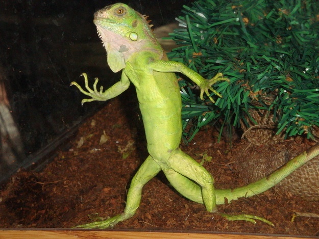 Ζωάκια σε απίθανες πόζες! (pics)