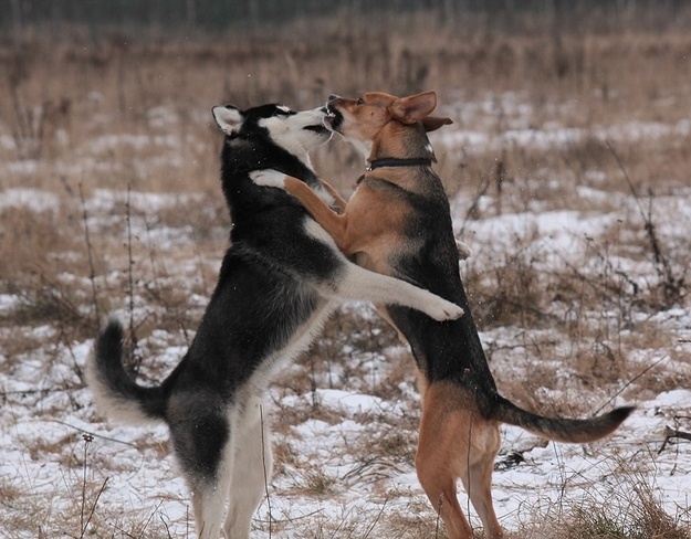 Ζωάκια σε απίθανες πόζες! (pics)