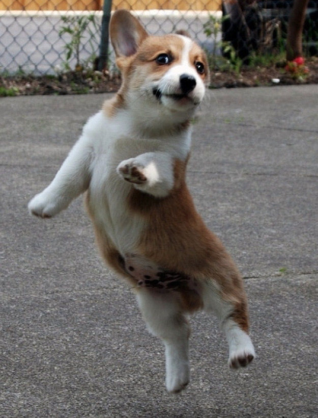 Ζωάκια σε απίθανες πόζες! (pics)