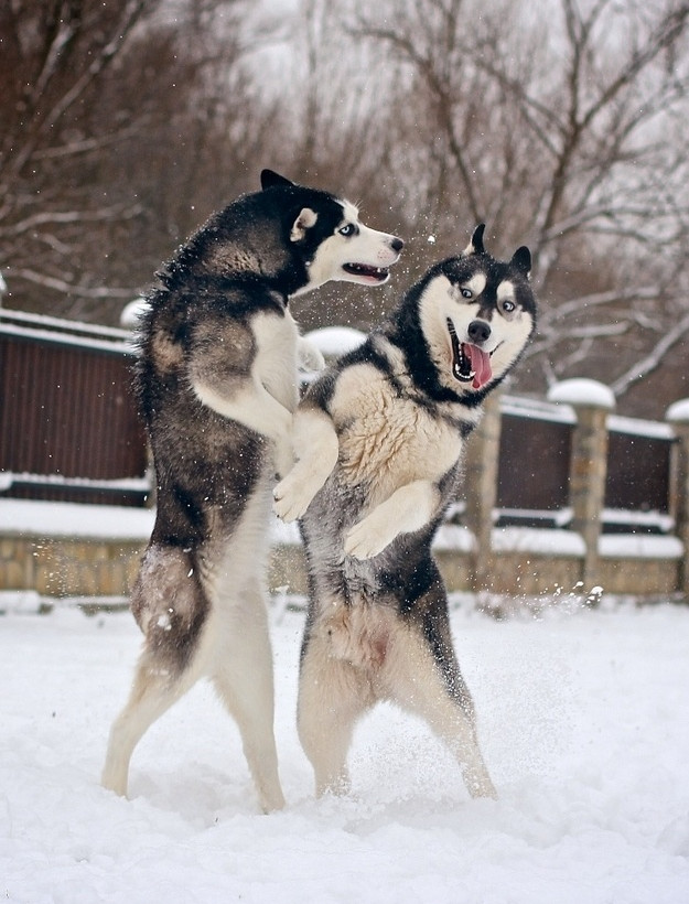 Ζωάκια σε απίθανες πόζες! (pics)