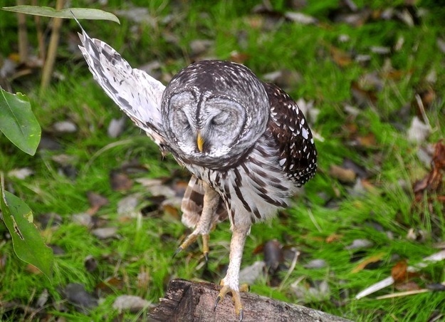 Ζωάκια σε απίθανες πόζες! (pics)