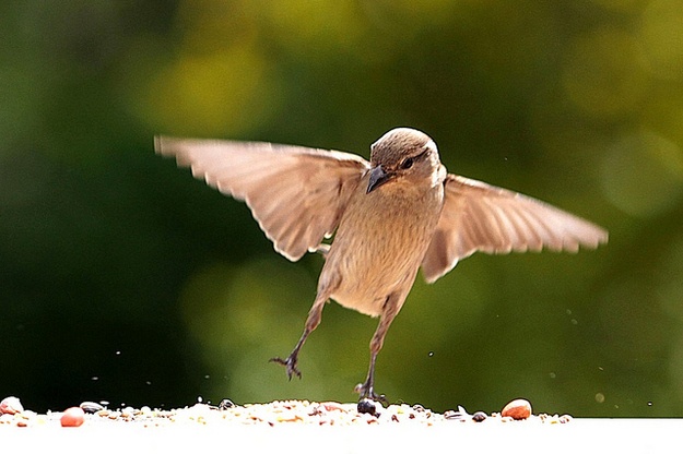 Ζωάκια σε απίθανες πόζες! (pics)