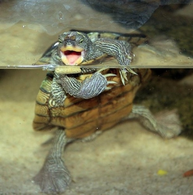 Ζωάκια σε απίθανες πόζες! (pics)