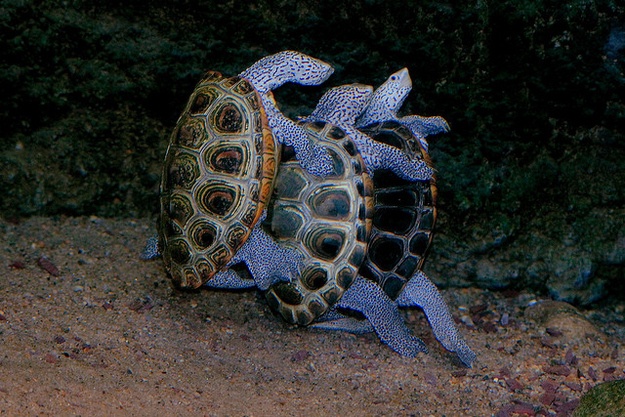 Ζωάκια σε απίθανες πόζες! (pics)