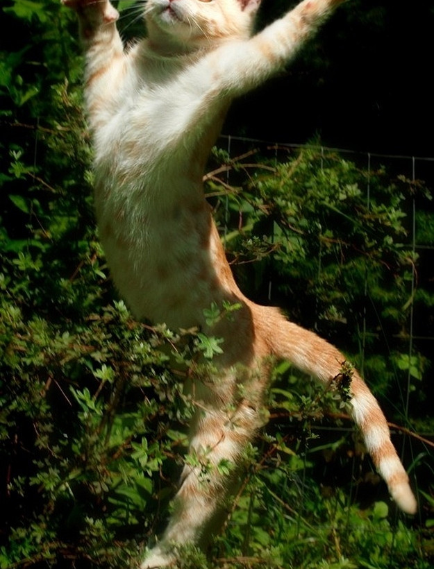 Ζωάκια σε απίθανες πόζες! (pics)