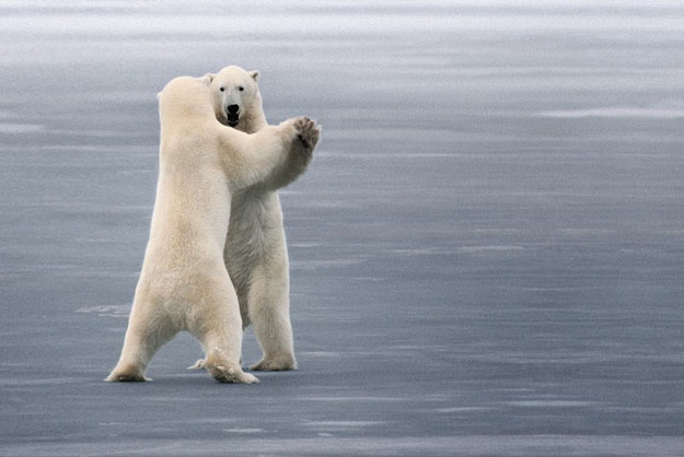 Ζωάκια σε απίθανες πόζες! (pics)