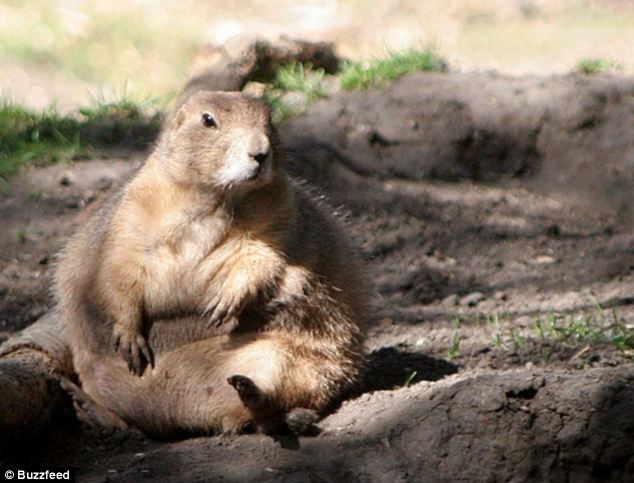 Υπέρβαρα ζωάκια που χρειάζονται... δίαιτα! (pics)