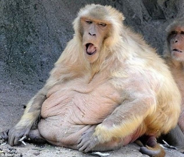 Υπέρβαρα ζωάκια που χρειάζονται... δίαιτα! (pics)