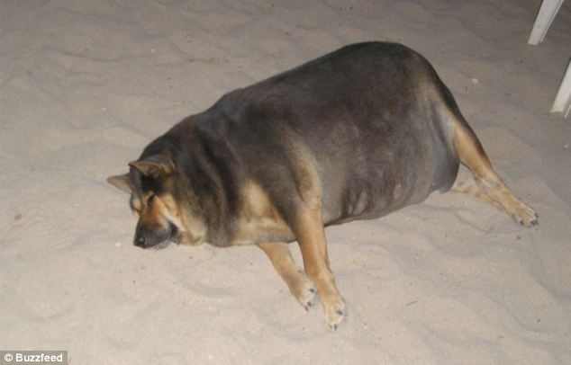 Υπέρβαρα ζωάκια που χρειάζονται... δίαιτα! (pics)