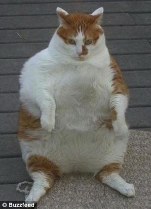 Υπέρβαρα ζωάκια που χρειάζονται... δίαιτα! (pics)