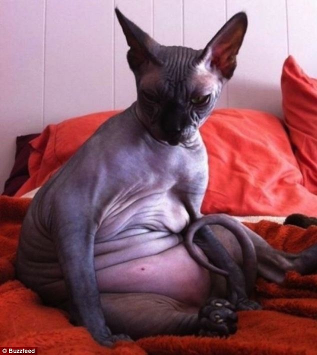 Υπέρβαρα ζωάκια που χρειάζονται... δίαιτα! (pics)