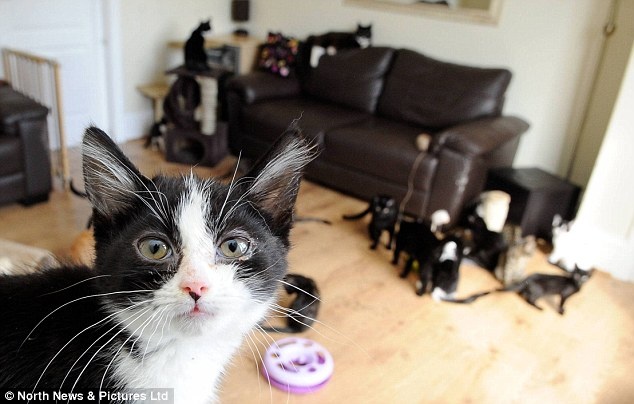 Η γυναίκα που ζει στο ίδιο σπίτι με 30 γάτες (pics)